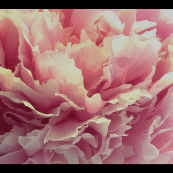 100pinkpeonies